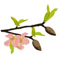 Almond branch with flowers vector stock illustration. spring fresh greenery on the tree and pink buds of blooming flowers. Royalty Free Stock Photo